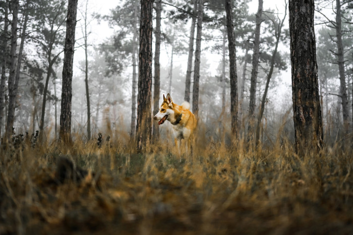 Norský lundehund, foto: Shutterstock