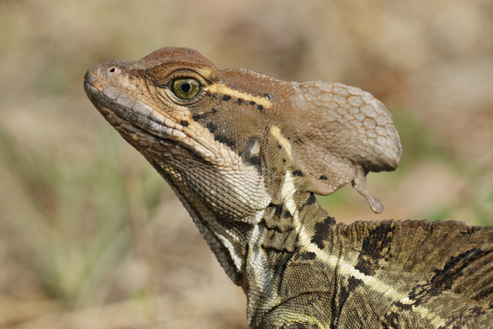 Bazilišek páskovaný, foto: Shutterstock