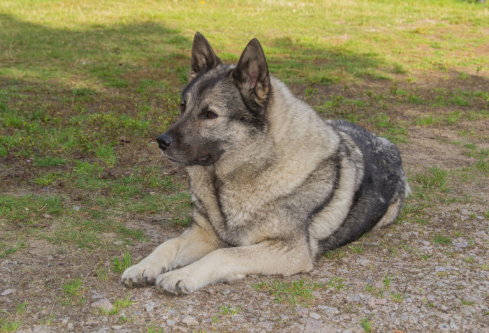 Norský losí pes šedý, foto: Shutterstock