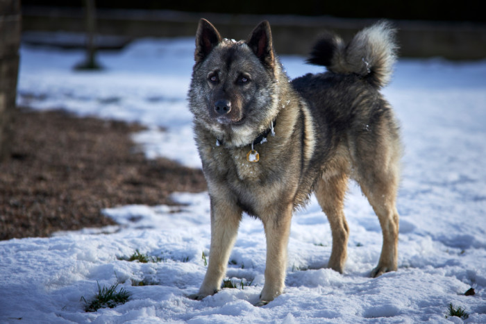 Norský losí pes šedý, foto: Shutterstock