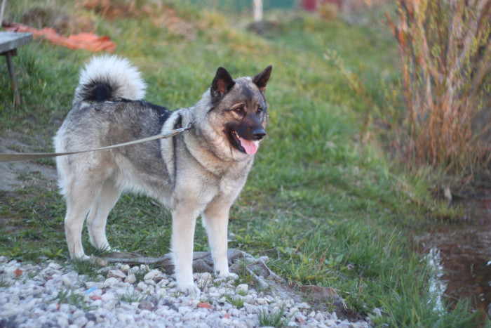 Norský losí pes šedý, foto: Shutterstock