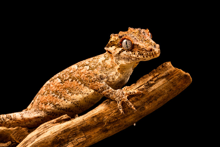 Pagekon hrbolkohlavý, foto: Shutterstock
