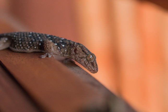 Gekon Bibronův, foto: Shutterstock