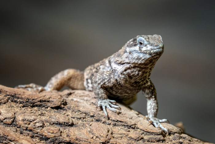 Leguánek modrý, foto: Shutterstock
