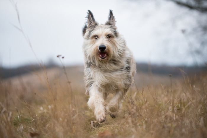 Pikardský ovčák, foto: Shutterstock