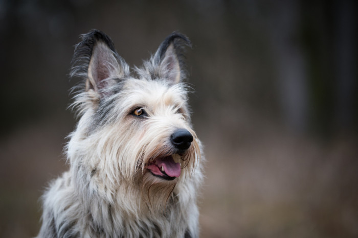 Pikardský ovčák, foto: Shutterstock