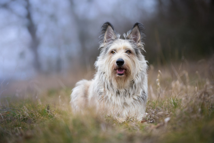 Pikardský ovčák, foto: Shutterstock