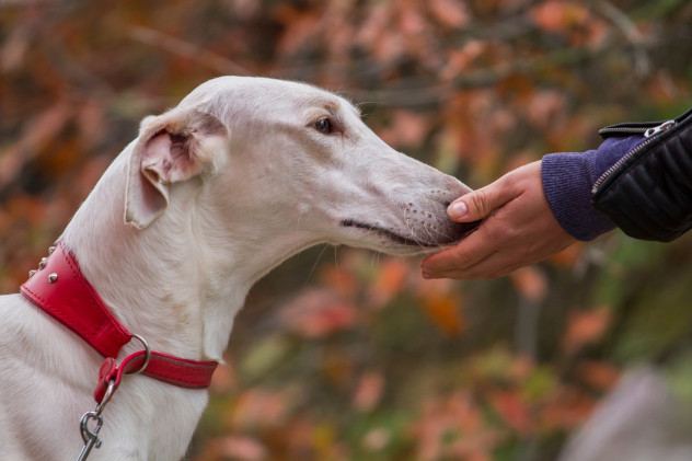 Polský chrt, foto: Shutterstock