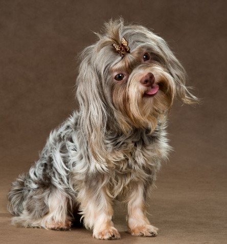 Ruská barevná bolonka, foto: Shutterstock