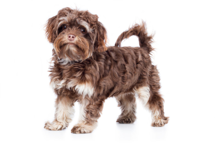 Ruská barevná bolonka, foto: Shutterstock