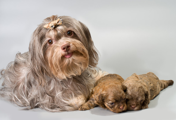 Ruská barevná bolonka, foto: Shutterstock