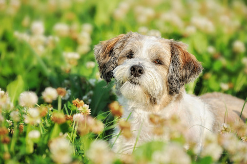 Ruská barevná bolonka, foto: Shutterstock