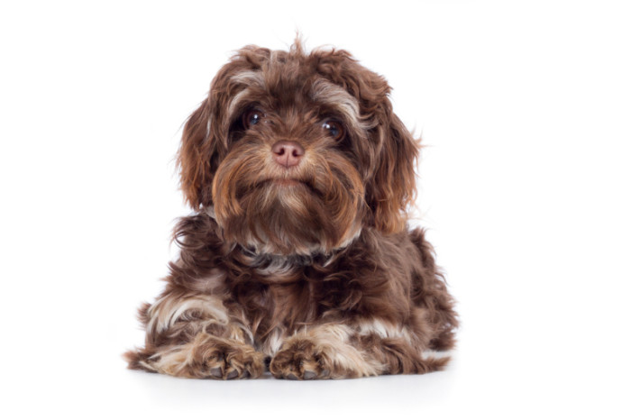 Ruská barevná bolonka, foto: Shutterstock