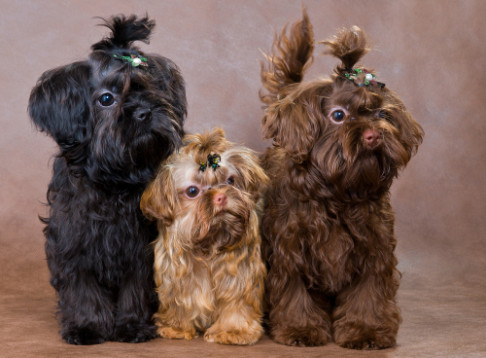 Ruská barevná bolonka, foto: Shutterstock