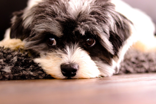 Ruská barevná bolonka, foto: Shutterstock