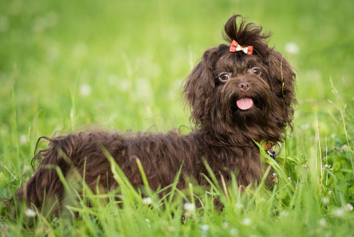 Ruská barevná bolonka, foto: Shutterstock