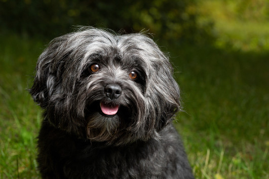 Ruská barevná bolonka, foto: Shutterstock