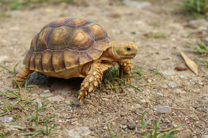 Želva ostruhatá, foto: Shutterstock