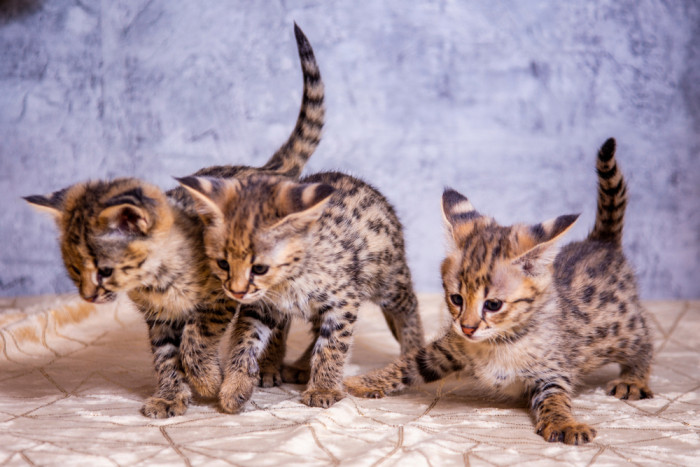 Koťata Savannah, F1 generace (rodiče kočka a serval). Foto: Shutterstock