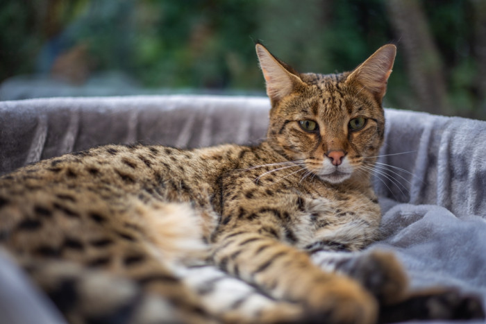 Savanová kočka, foto: Shutterstock
