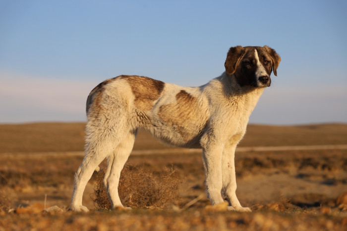 Rafeiro do Alentejo, foto: Shutterstock