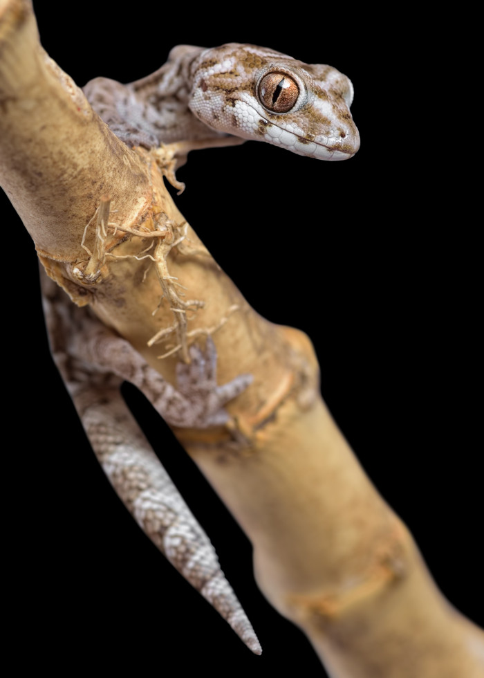 Gekon zmijový, foto: Shutterstock