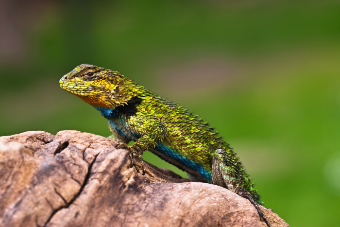 Leguánek malachitový, foto: Shutterstock