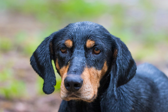 Sedmihradský honič, foto: Shutterstock