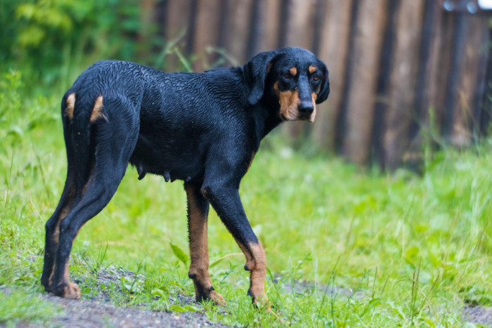 Sedmihradský honič, foto: Shutterstock