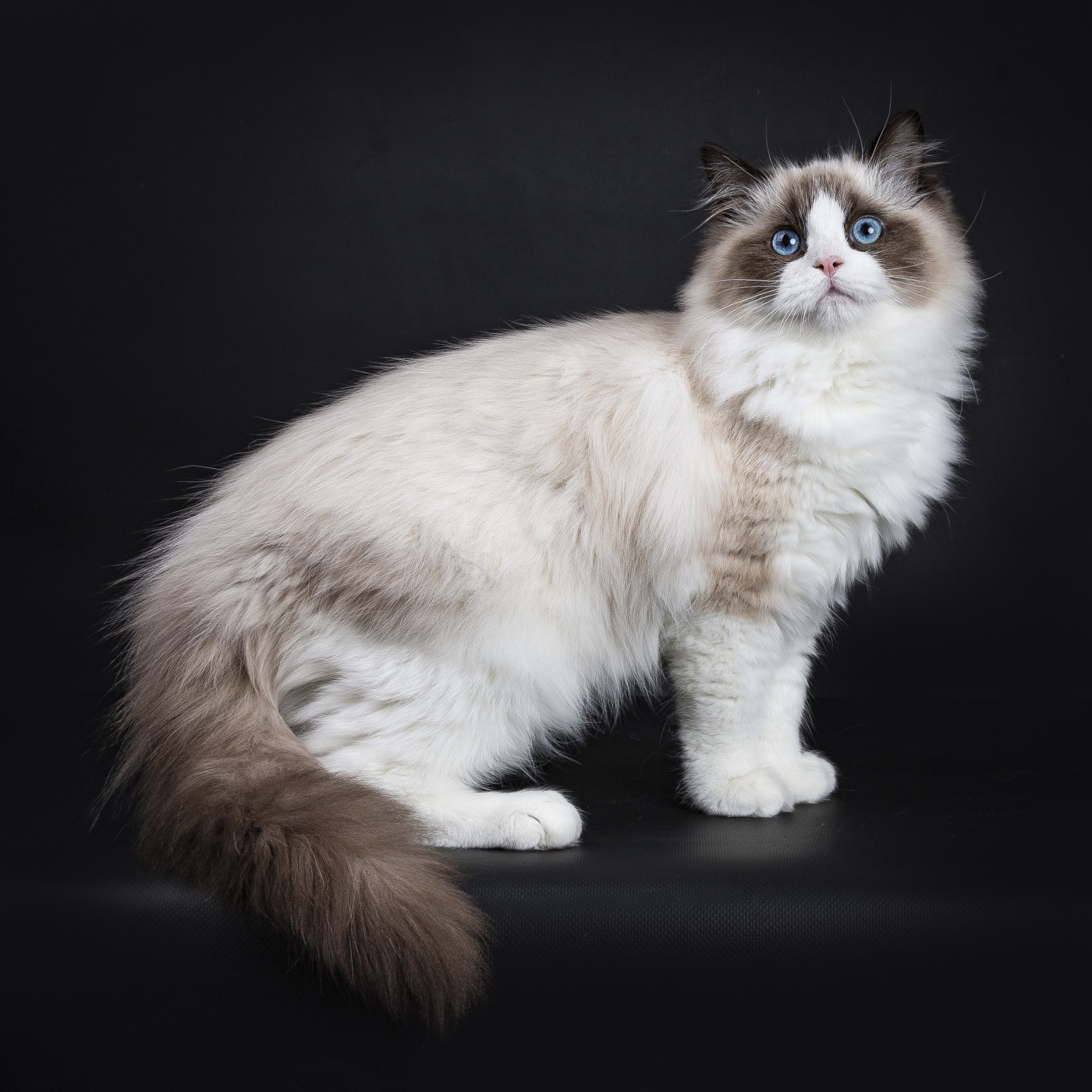 Ragdoll - Atlas koček | iFauna.cz