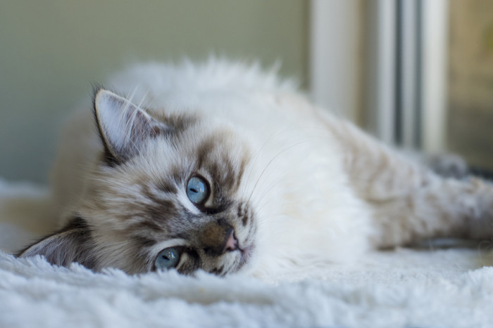 Ragdoll, foto: Shutterstock