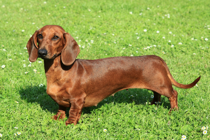 Jezevčík hladkosrstý, foto: Shutterstock