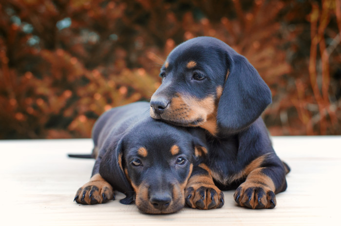 Jezevčík hladkosrstý, foto: Shutterstock