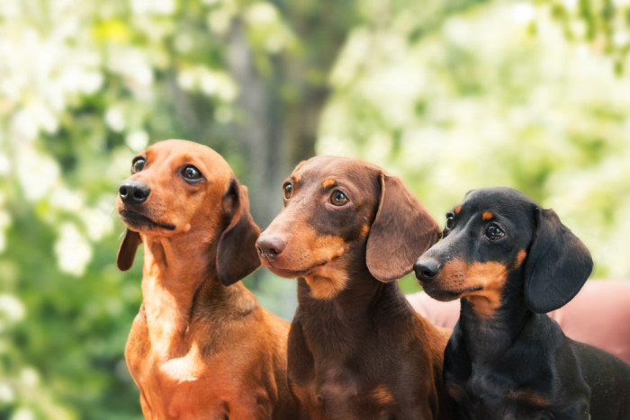 Jezevčík hladkosrstý, foto: Shutterstock