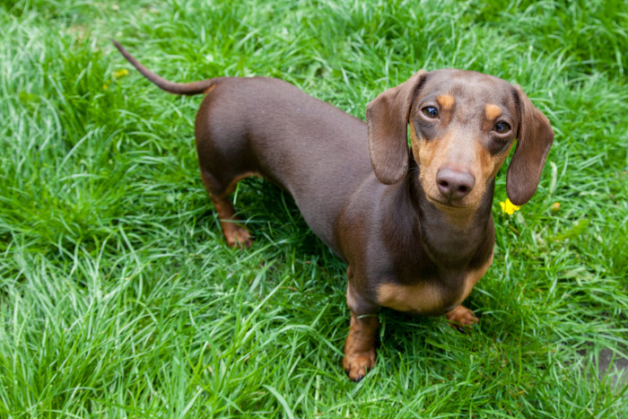 Jezevčík hladkosrstý, foto: Shutterstock