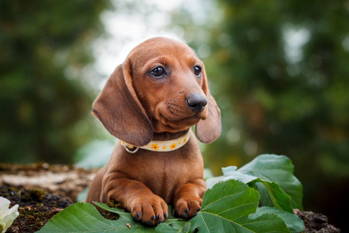 Jezevčík hladkosrstý, foto: Shutterstock