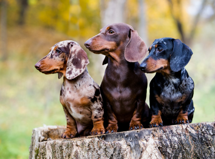 Jezevčík hladkosrstý, foto: Shutterstock