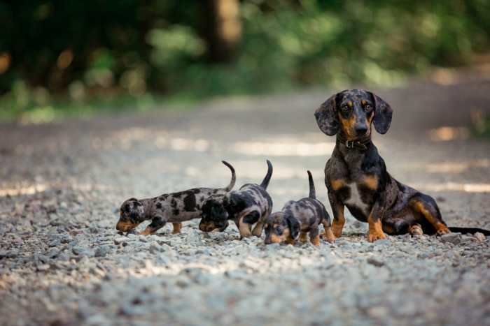 Jezevčík hladkosrstý, foto: Shutterstock