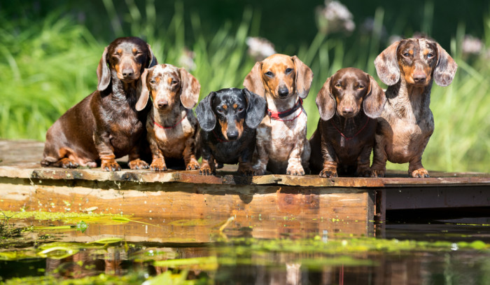 Jezevčík hladkosrstý, foto: Shutterstock
