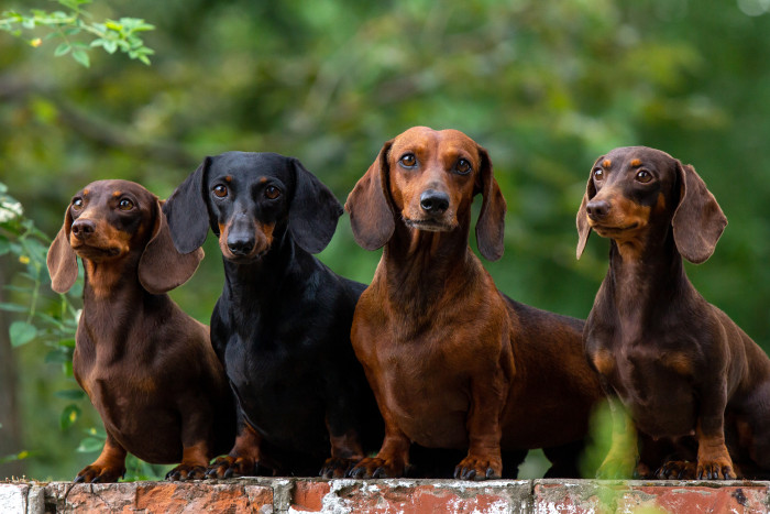 Jezevčík hladkosrstý, foto: Shutterstock