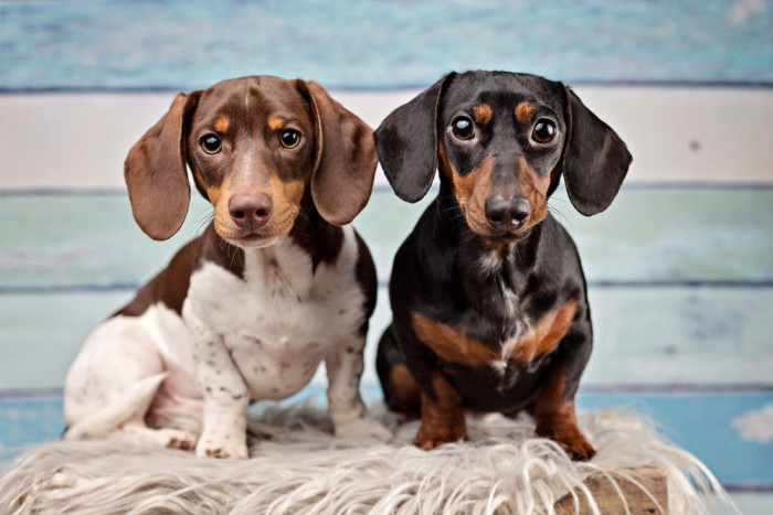 Jezevčík hladkosrstý - vlevo FCI neuznané zbarvení piebald, foto: Shutterstock