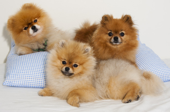 Pomeraniani, foto: Shutterstock