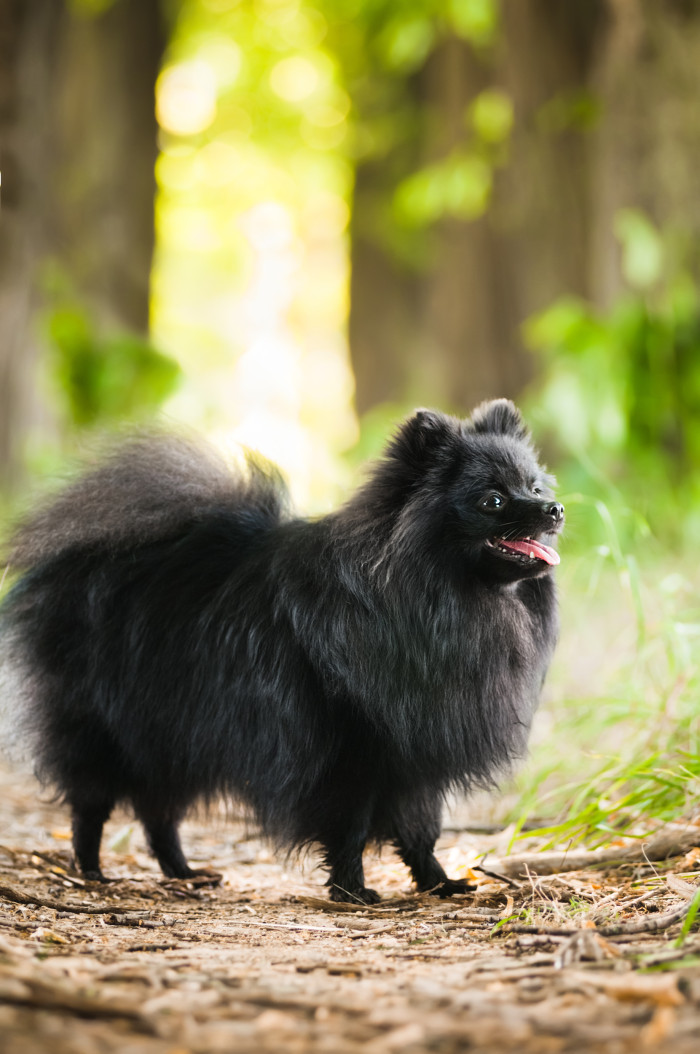 Pomeranian, foto: Shutterstock