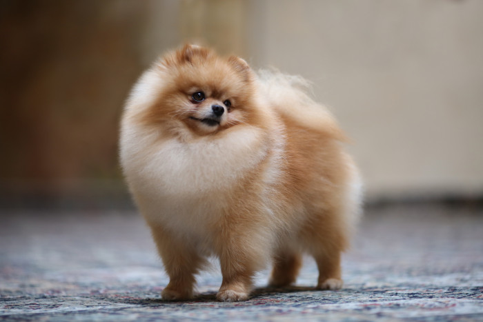 V porovnání s původním trpasličím špicem působí pomeranian mnohem víc jako "medvídek". Foto: Shutterstock