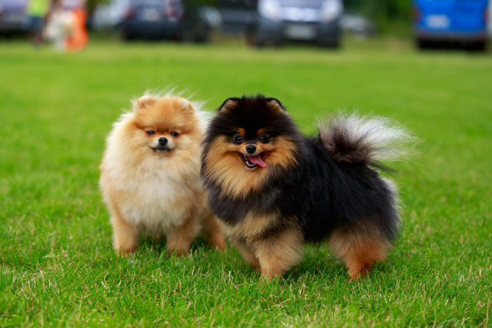 Pomeranian