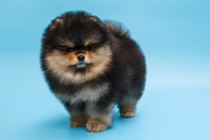 Štěně pomeraniana, foto: Shutterstock