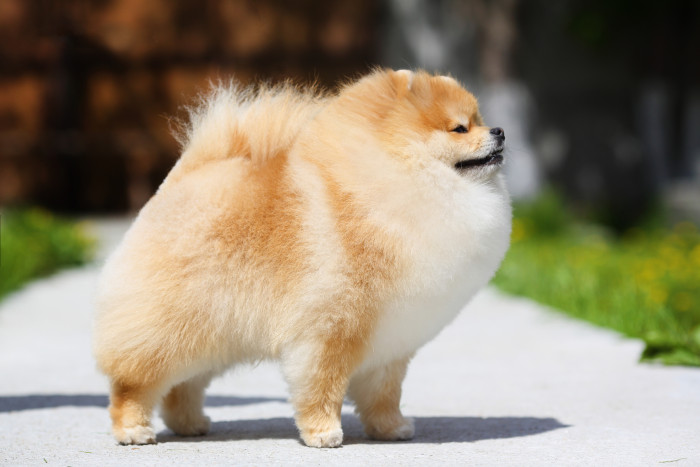 Pomeranian, foto: Shutterstock