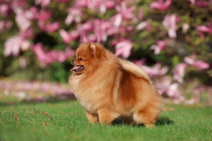 V porovnání s původním špicem působí pomeranian mnohem víc jako "medvídek". Foto: Shutterstock