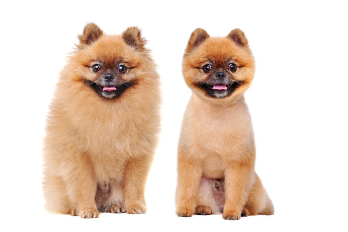 Pomeranian se může upravovat střihem (na pro FCI výstavy), zvláště v zámoří bývají velmi kreativní. Foto: Shutterstock