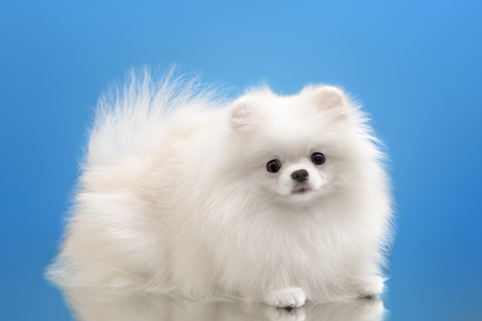 Pomeranian, foto: Shutterstock
